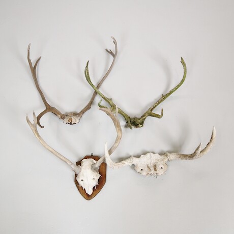 Horn